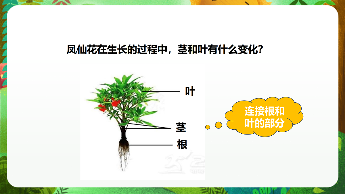 教科版(2017)科学四下1.4《茎和叶》课时课件第6页