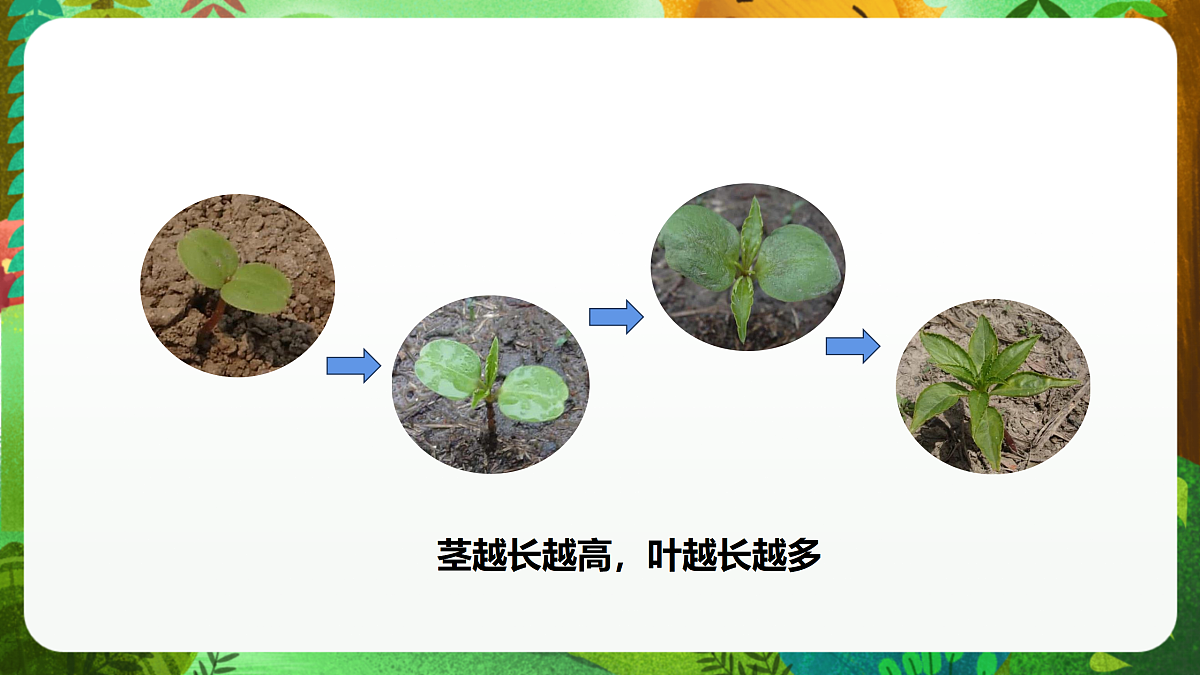 教科版(2017)科学四下1.4《茎和叶》课时课件第7页