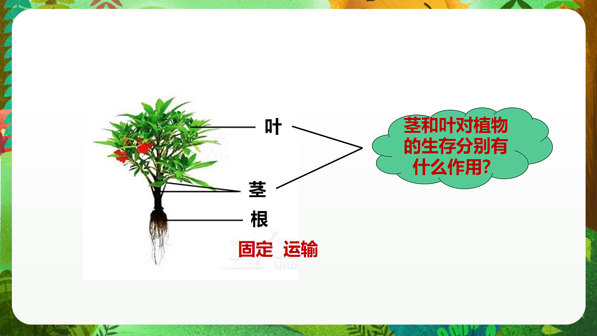 教科版(2017)科学四下1.4《茎和叶》课时课件第8页