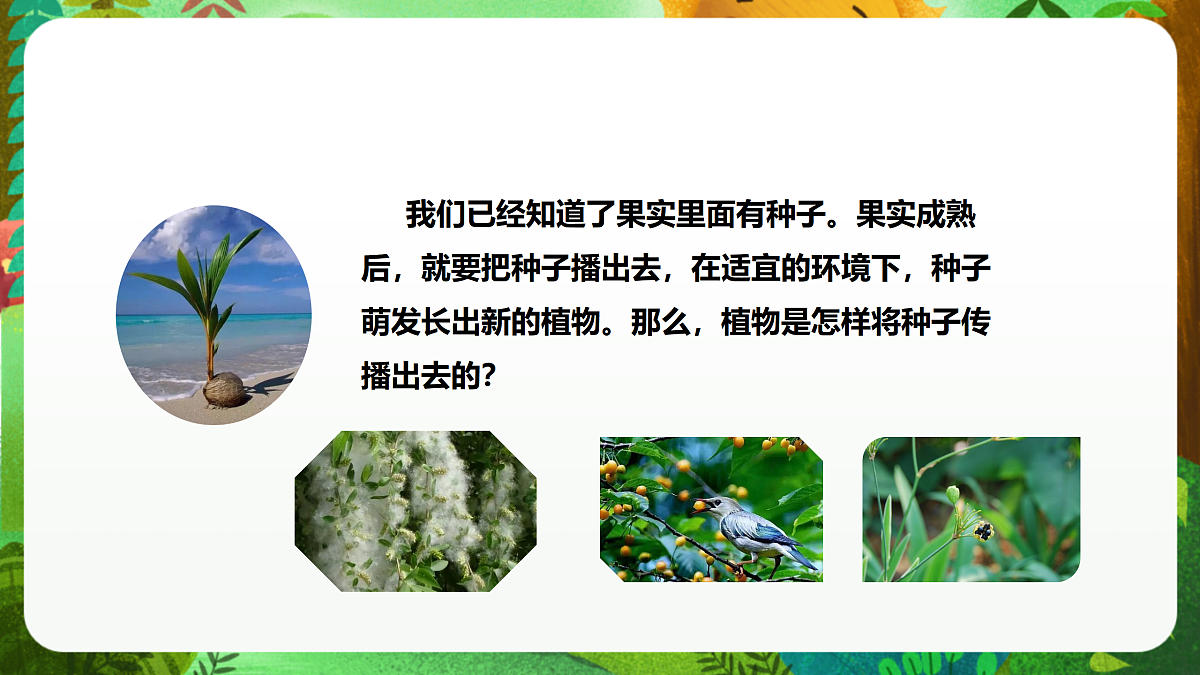 教科版(2017)科学四下1.7《种子的传播》课时课件第6页