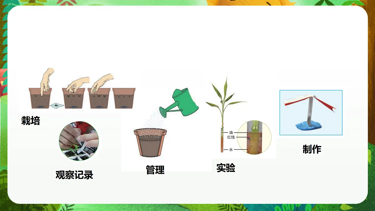 教科版(2017)科学四下1.8《凤仙花的一生》课时课件第6页