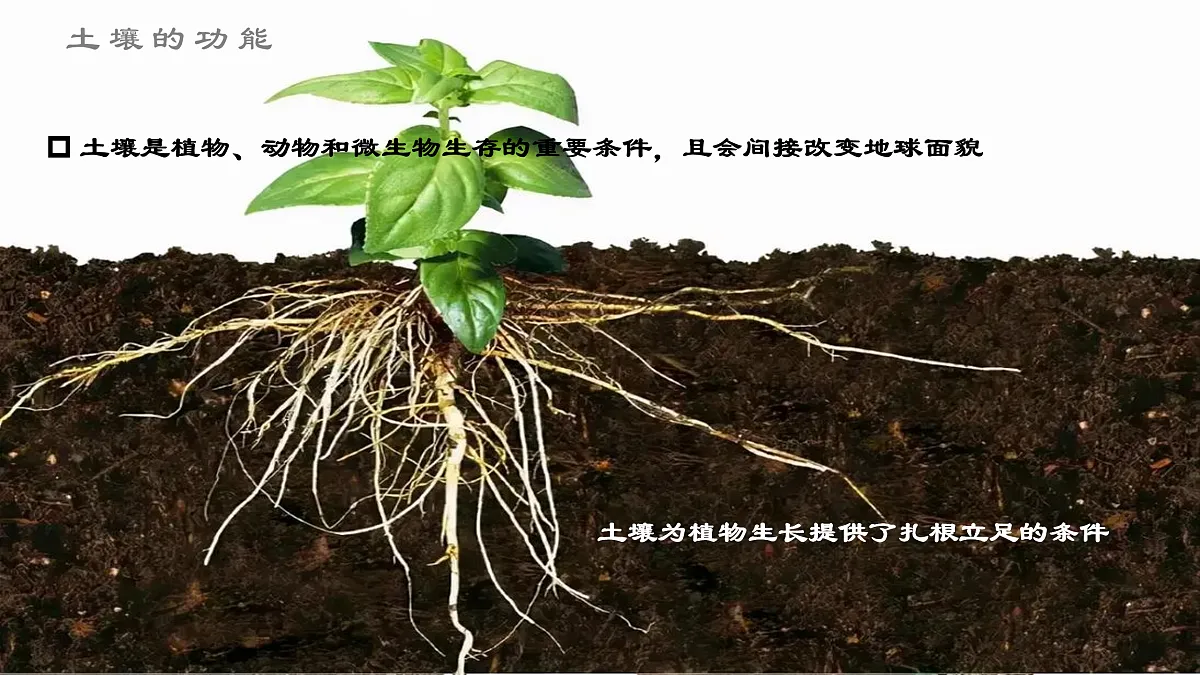 17511158第8页