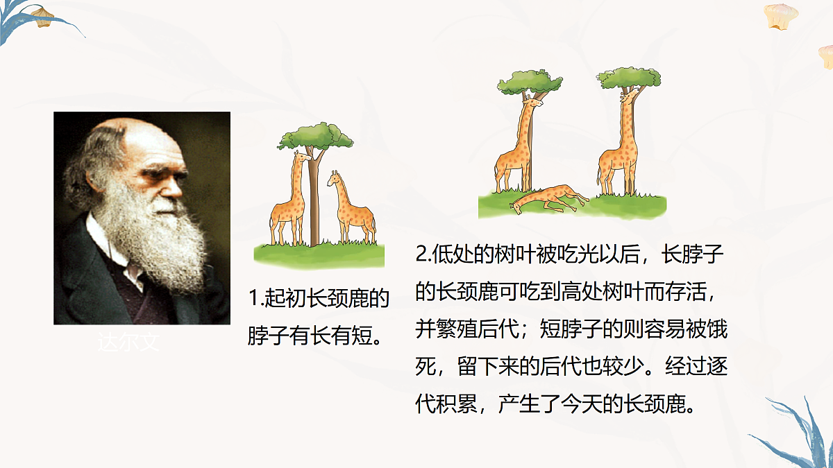 【核心素养目标】冀少版初中生物八年级下册6.3.3《生物进化的原因》课件第6页