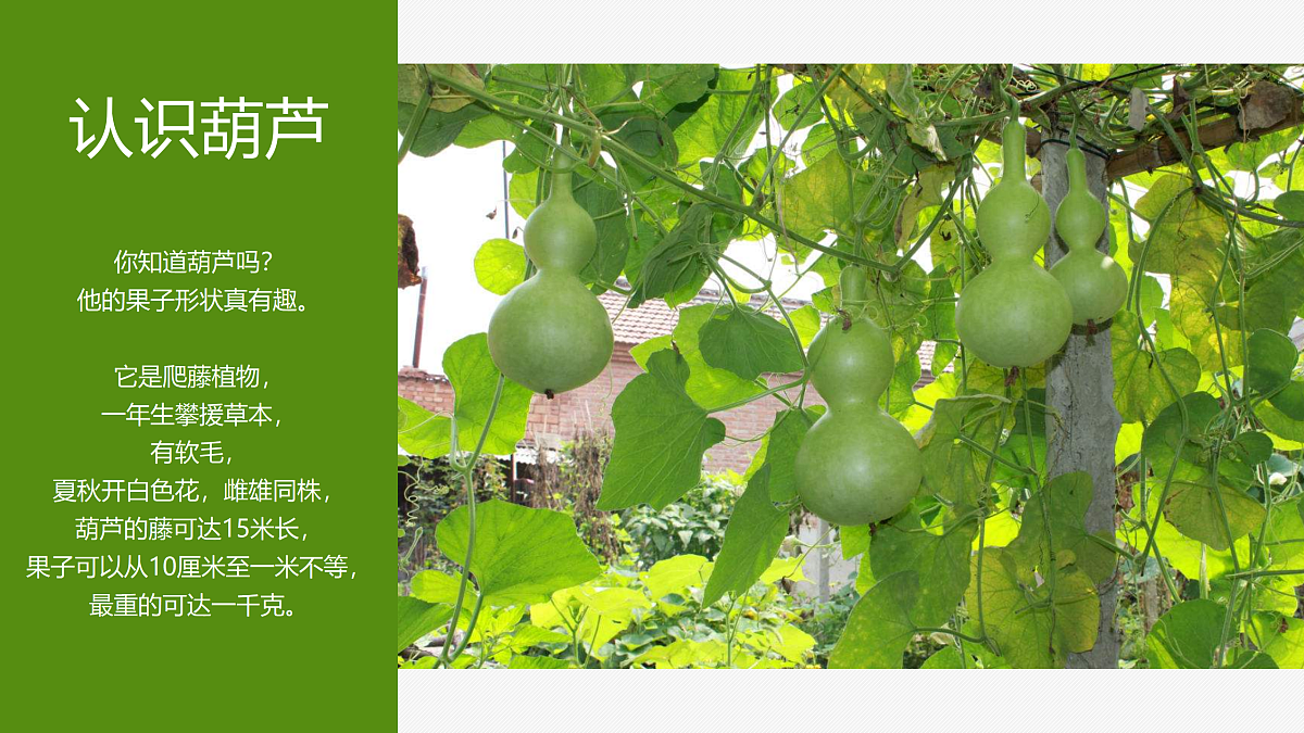 17521448第4页