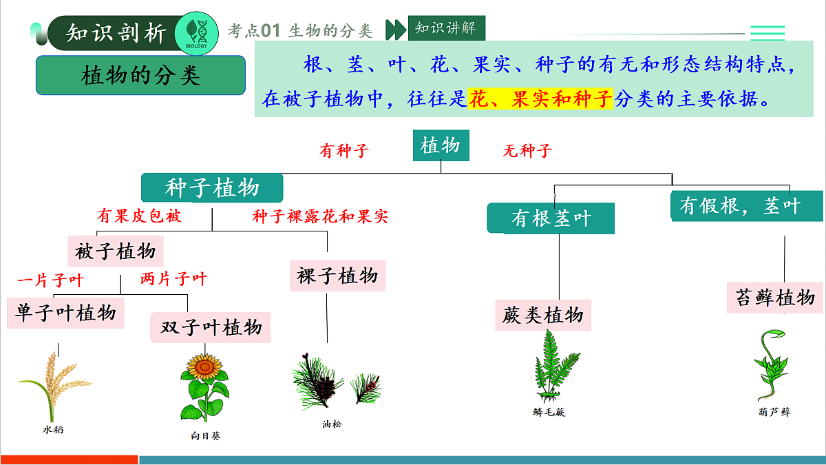 第二单元第四章 科学分类有助于认识和研究生物(复习课件)第5页