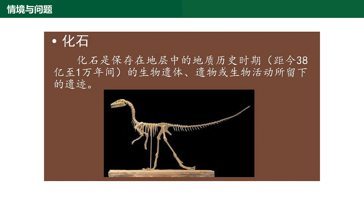 1.3《化石里的古生物》第6页