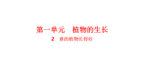 人教鄂教版（2024）二年级上册（2024）2. 谁的植物长得好背景图课件ppt