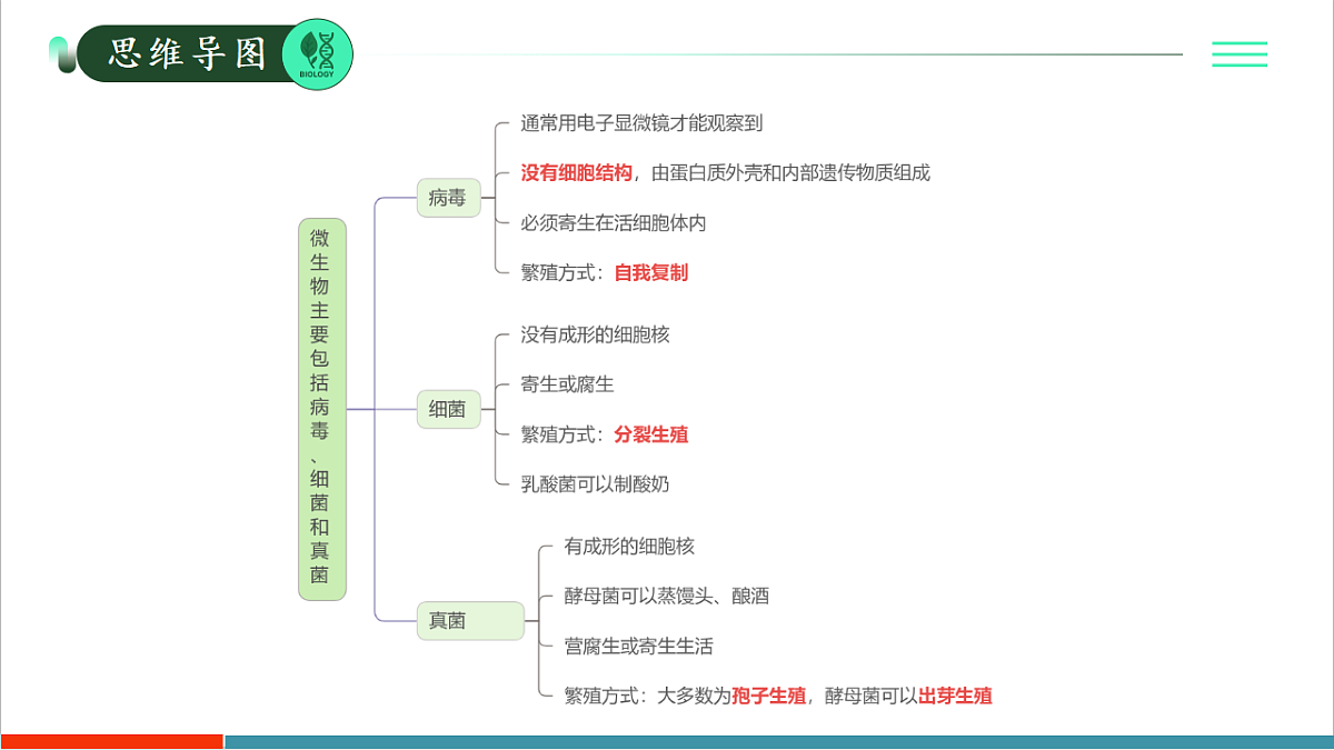 第二单元第三章 微生物主要包括病毒、细菌和真菌(复习课件)第3页