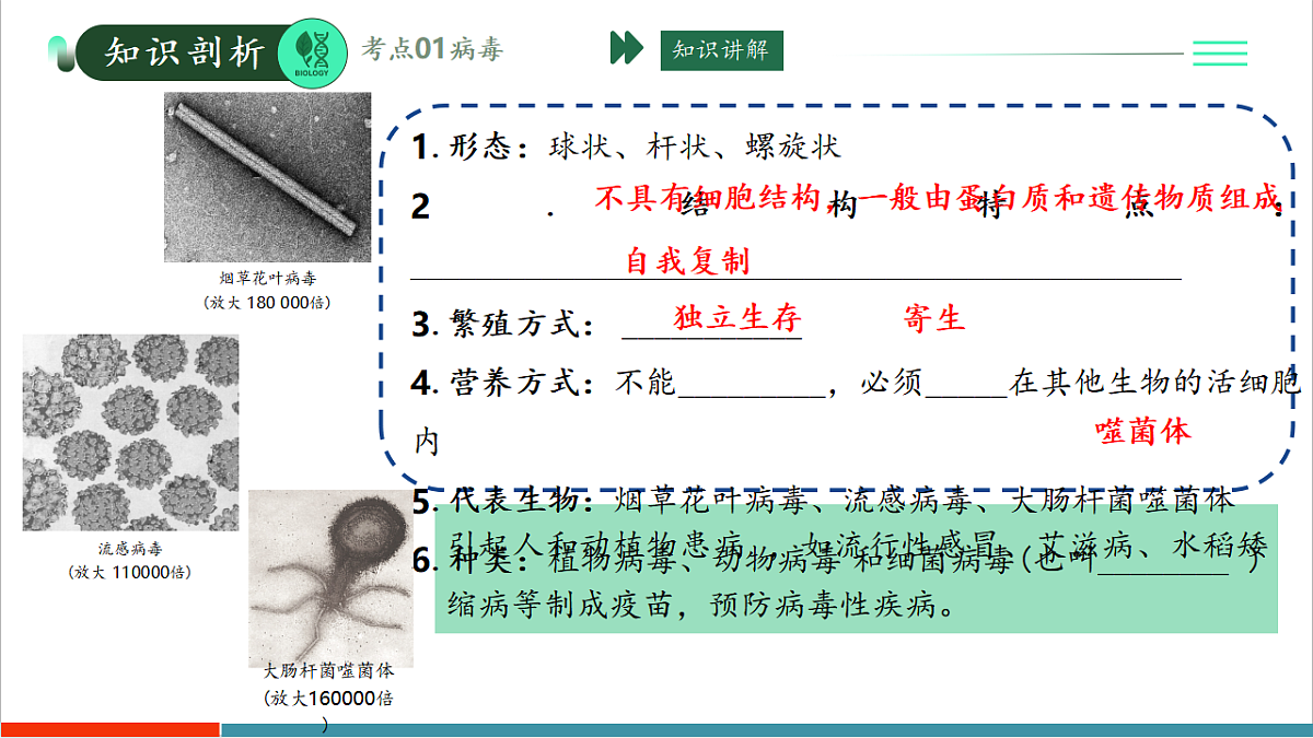 第二单元第三章 微生物主要包括病毒、细菌和真菌(复习课件)第4页