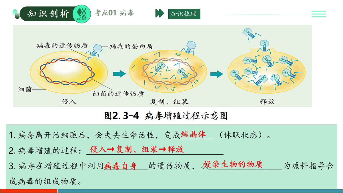第二单元第三章 微生物主要包括病毒、细菌和真菌(复习课件)第5页