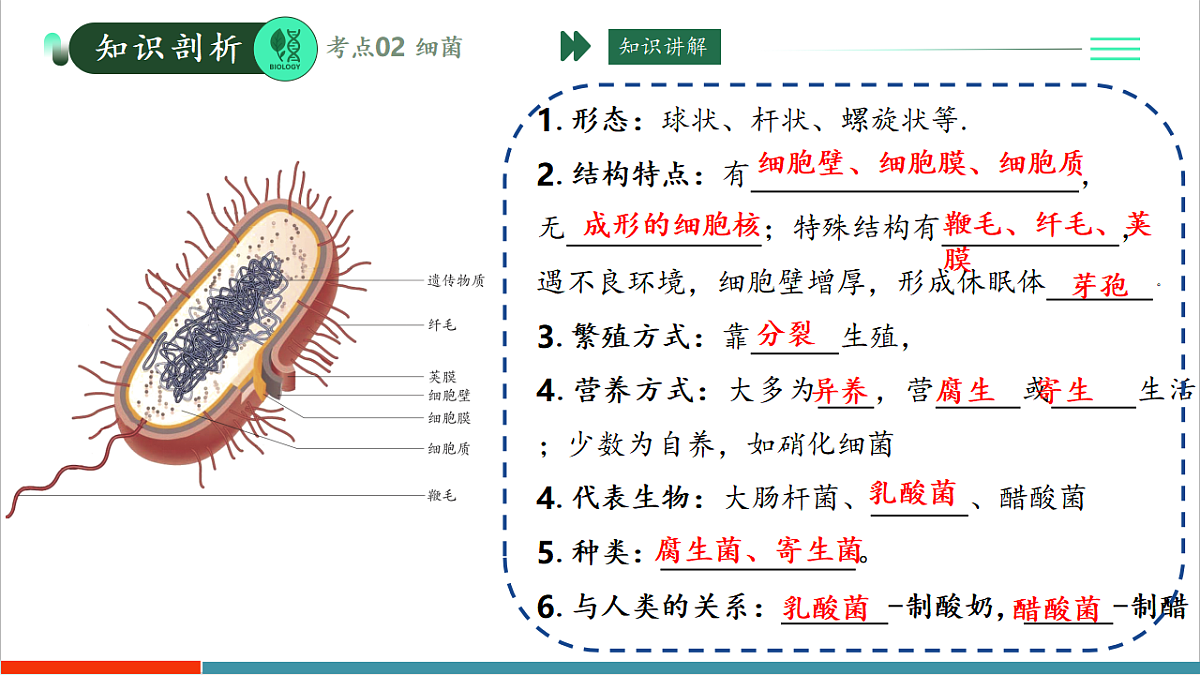 第二单元第三章 微生物主要包括病毒、细菌和真菌(复习课件)第8页