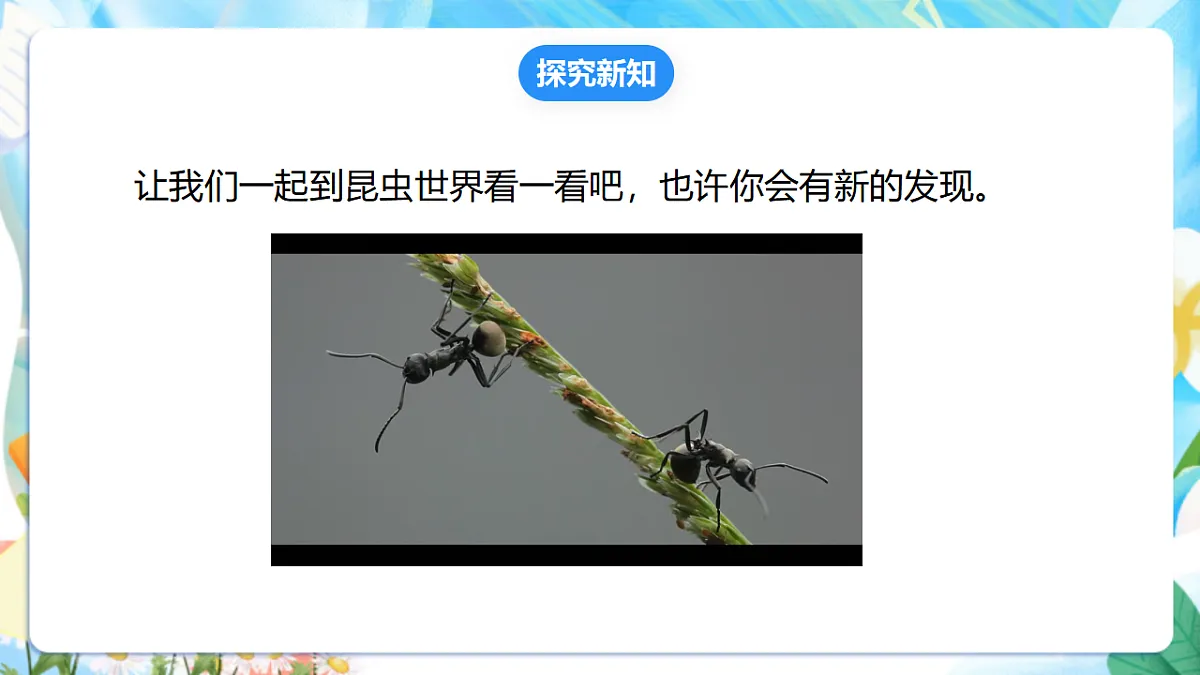 苏教版(2024)科学四下 3.9《庞大的“家族”》课时课件第5页