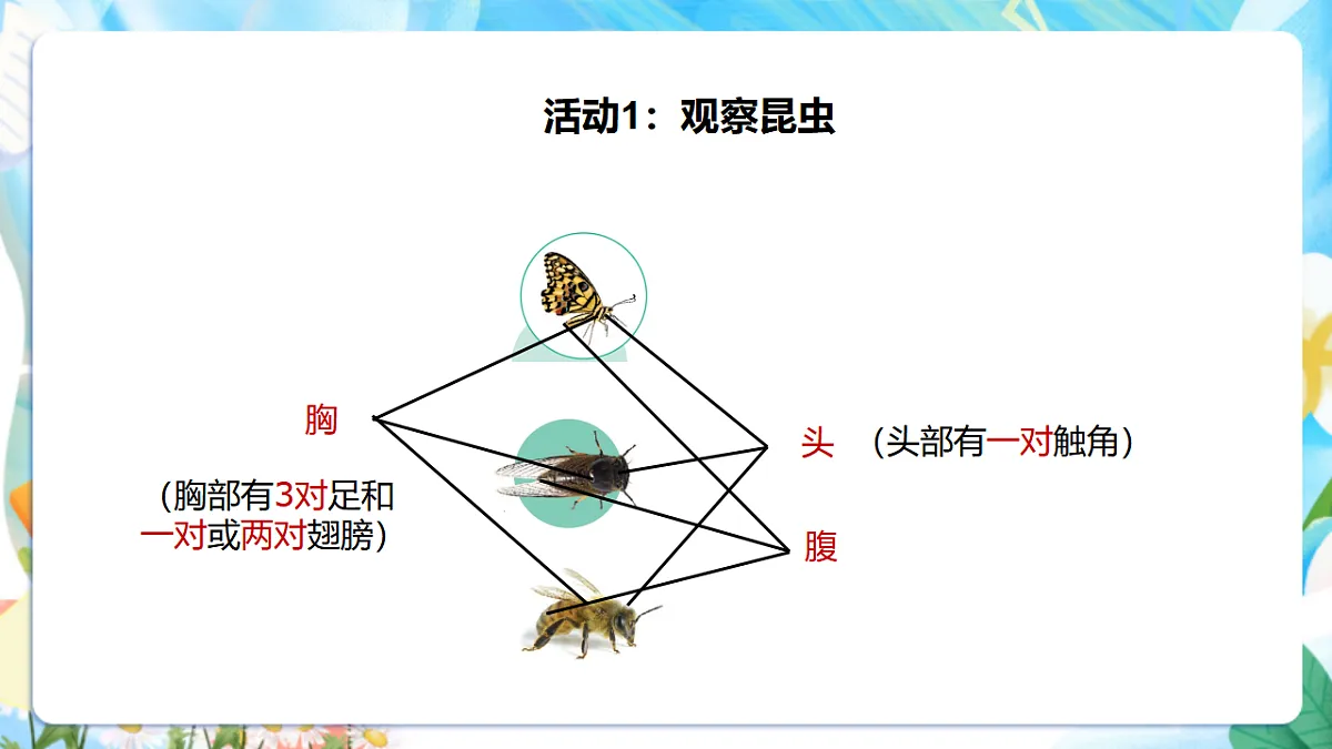 苏教版(2024)科学四下 3.9《庞大的“家族”》课时课件第7页