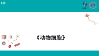 人教版（2024）七年级上册（2024）动物细胞教课课件ppt