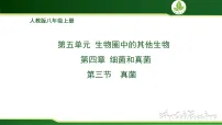 初中生物人教版（2024）七年级上册（2024）真菌课文配套ppt课件