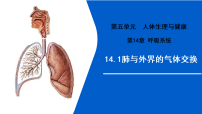 初中生物苏教版（2024）八年级上册（2024）第1节 肺与外界的气体交换备课ppt课件