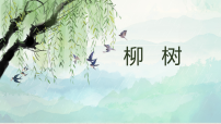学前教育《柳树》课件