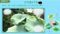 人教版（2024）七年级上册（2024）种子植物教课课件ppt