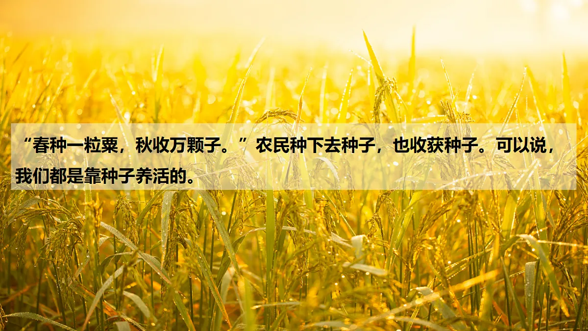 17609248第4页