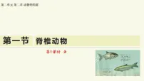 生物七年级上册（2024）脊椎动物教学课件ppt