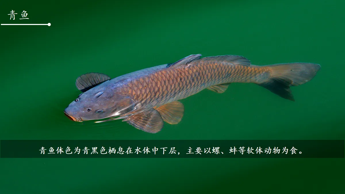 17609253第8页