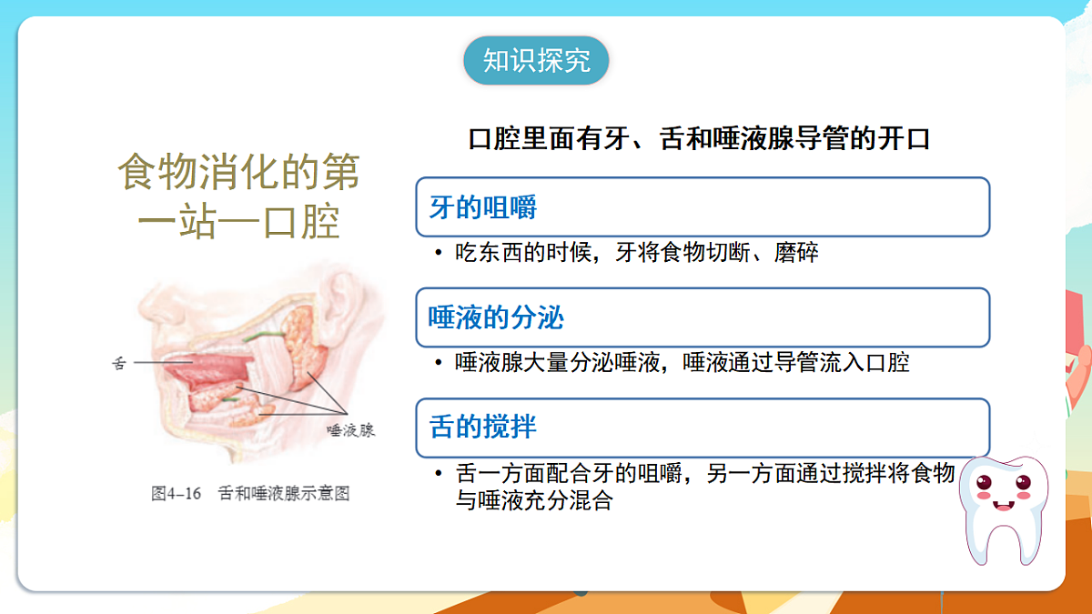 人教版(新课标)生物七下 4.2.2《消化和吸收》课件第7页