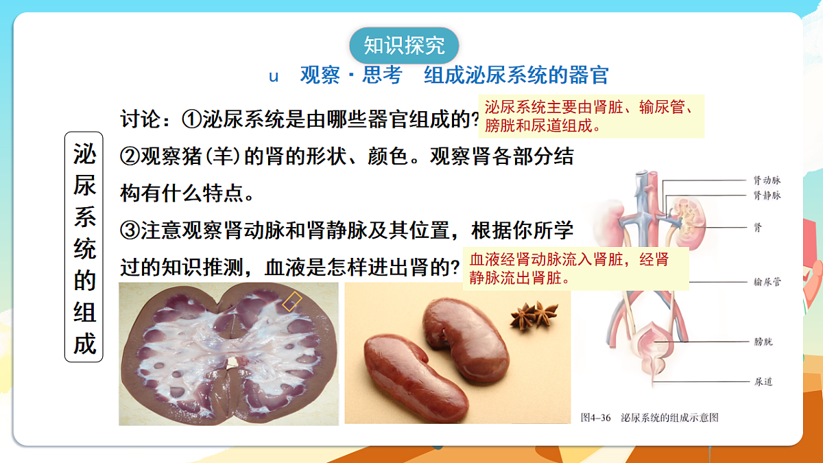 人教版(新课标)生物七下 4.5《人体内废物的排出》课件第5页