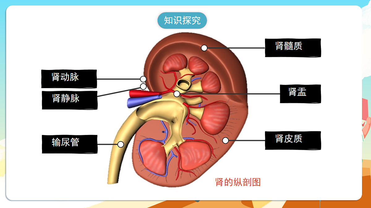 人教版(新课标)生物七下 4.5《人体内废物的排出》课件第7页