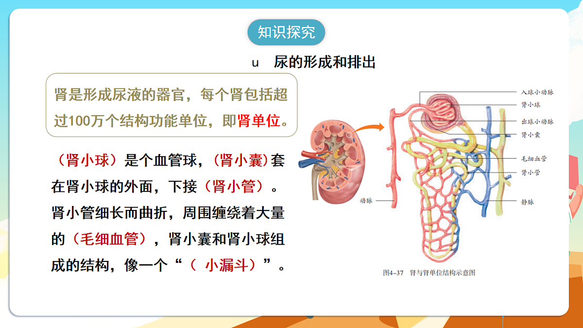 人教版(新课标)生物七下 4.5《人体内废物的排出》课件第8页