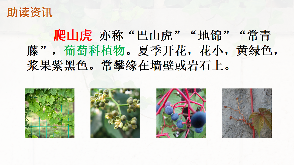 17612590第3页