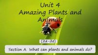 初中英语人教版（2024）八年级上册（2024）Unit 4 Amazing Plants and Animals Section A 2a-2e课文内容课件ppt