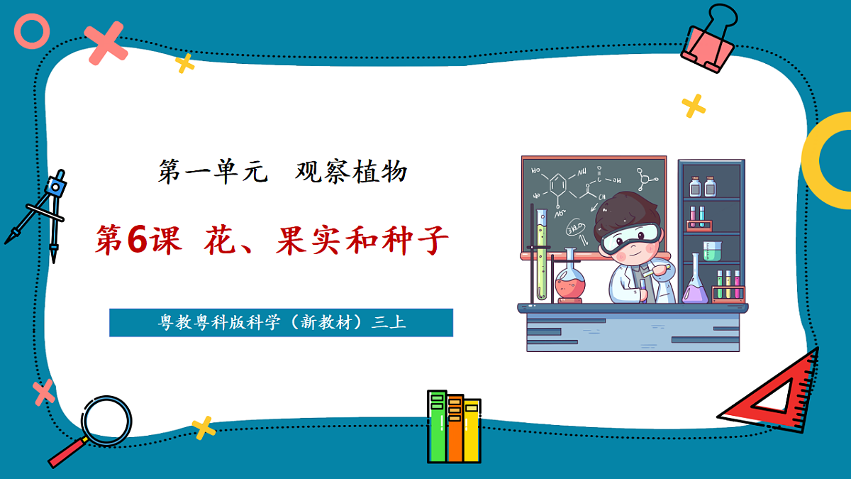 第6课 花、果实和种子 课件(共24张PPT)第1页