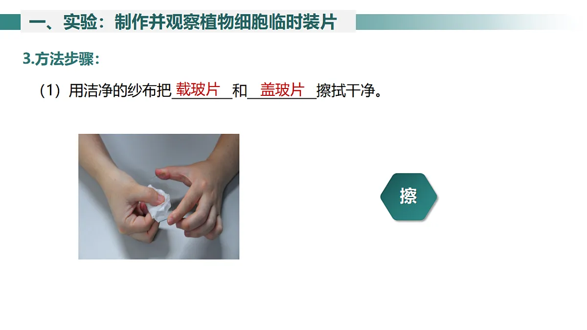 2025年秋北师大版生物七年级上册第2章 细胞 2.2.1 细胞的基本结构和功能(第3课时)课件第7页