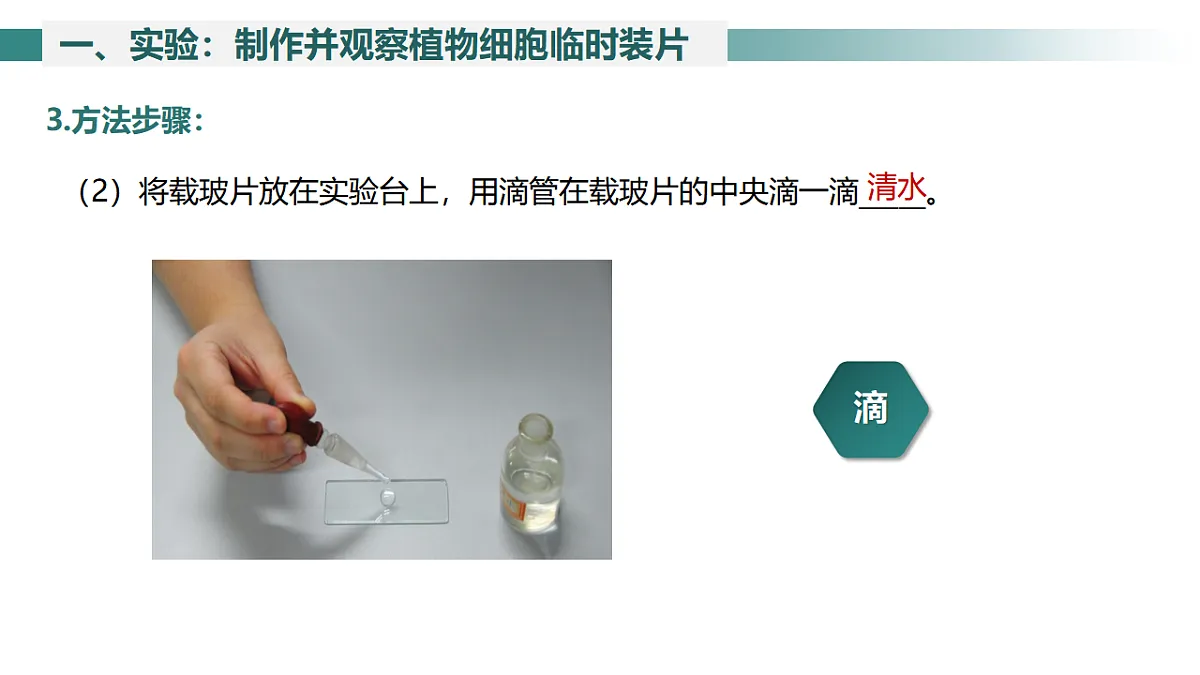 2025年秋北师大版生物七年级上册第2章 细胞 2.2.1 细胞的基本结构和功能(第3课时)课件第8页