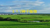 初中生物人教版（2024）七年级上册（2024）种子植物多媒体教学ppt课件