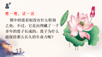 初中生物人教版（2024）七年级上册（2024）种子植物背景图课件ppt