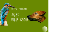 人教版（2024）七年级上册（2024）鸟和哺乳动物教课内容ppt课件