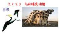 初中生物人教版（2024）七年级上册（2024）鸟和哺乳动物背景图ppt课件