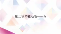 初中生物人教版（2024）七年级上册（2024）鱼多媒体教学课件ppt