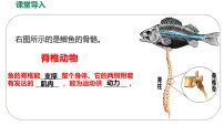初中生物人教版（2024）七年级上册（2024）鱼多媒体教学课件ppt