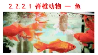 初中生物人教版（2024）七年级上册（2024）鱼教课内容ppt课件