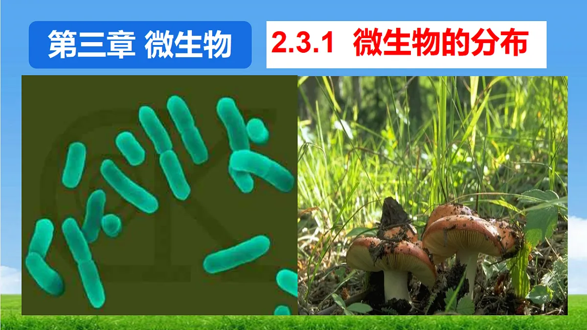 17672775第1页