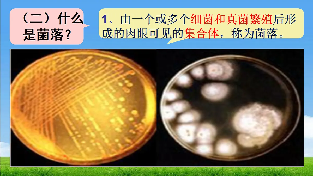 17672775第5页