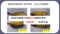 初中生物人教版（2024）七年级上册（2024）微生物的分布示范课ppt课件