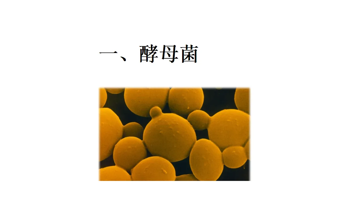 17681849第2页