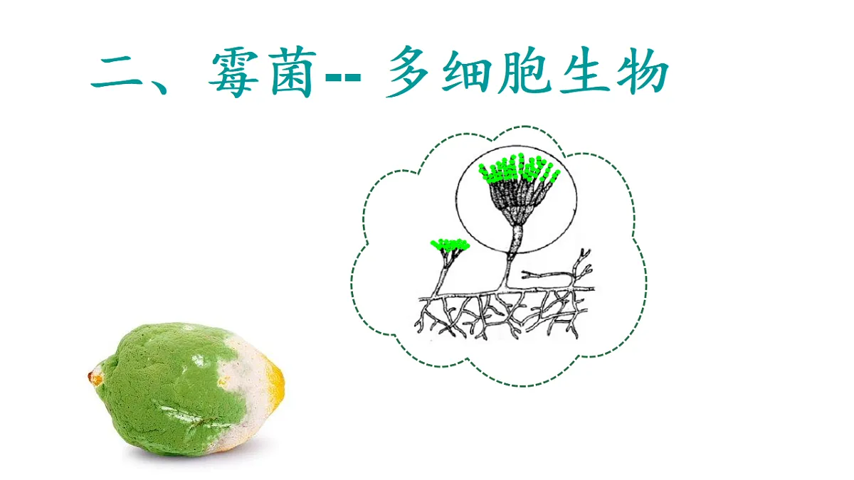 17681849第8页