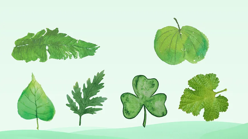 岭南版(2024)一年级下册美术第4课《树叶的故事》课件第7页