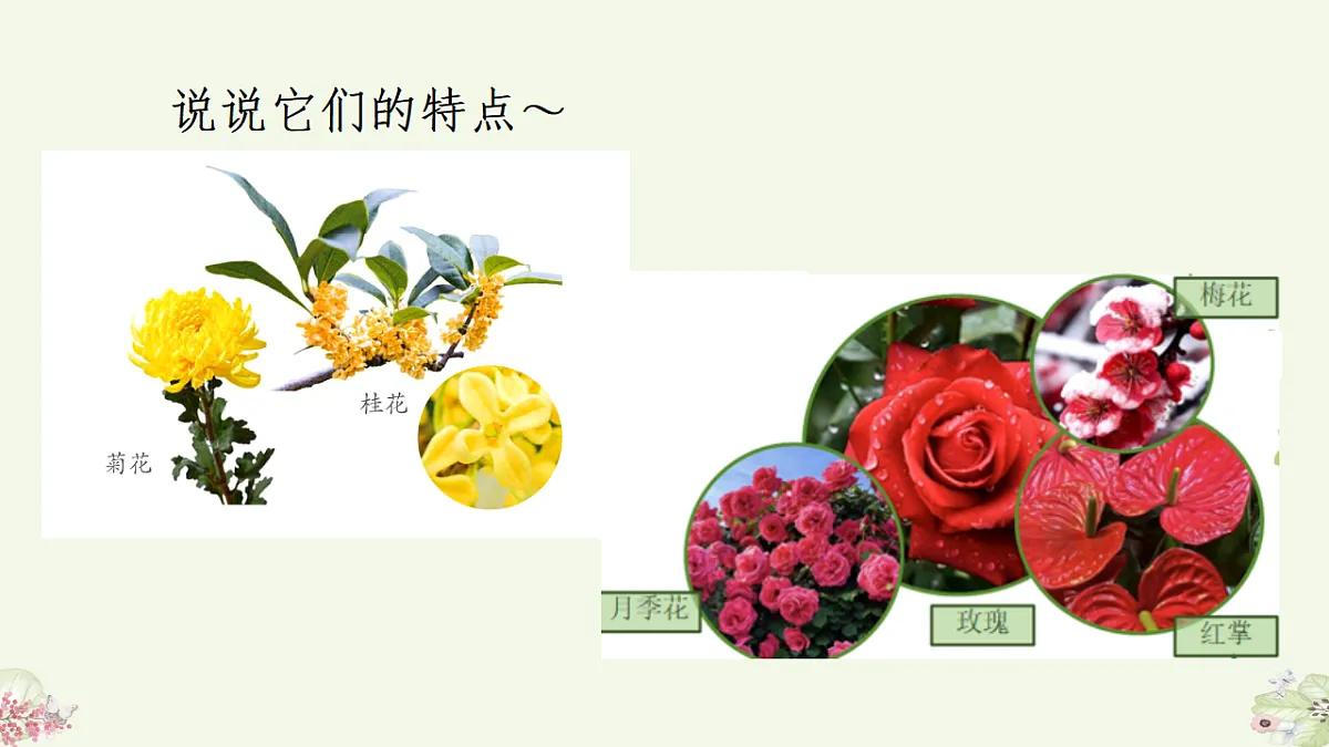 人美版(2024)一年级下册美术第二单元第1课《花花草草》课件第6页