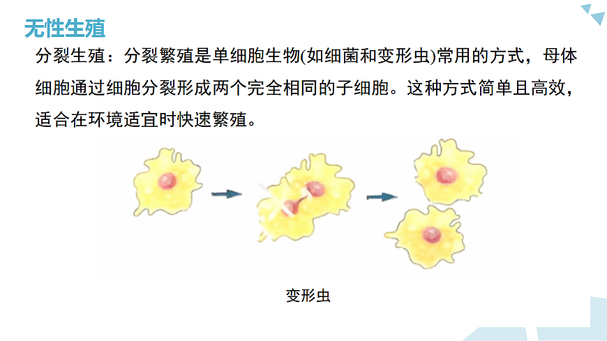 苏科版初中生物八年级下册8.19.1《动物的生殖》课件第6页