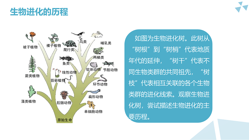 苏科版初中生物八年级下册8.21.1《多种多样的生物是长期进化的结果》课件第6页
